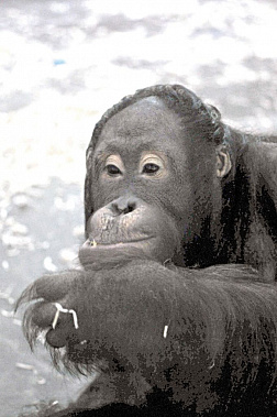 Увидеть в Ростове орангутана можно в любую погоду