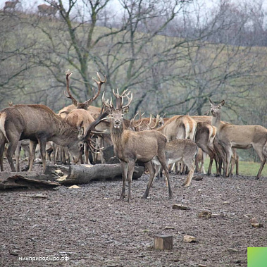 Год дракона оказался в Ростовской области удачным для европейских оленей и ланей
