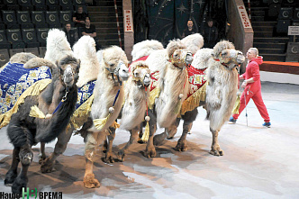 Легко ли бегемоту стать артистом?