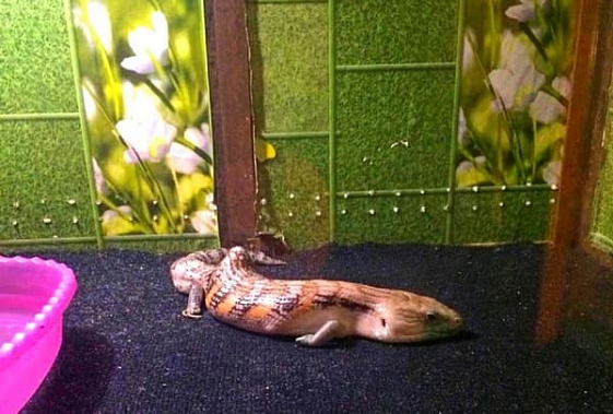 фото пресс-центра Ростовской областной станции по борьбе с болезнями животных