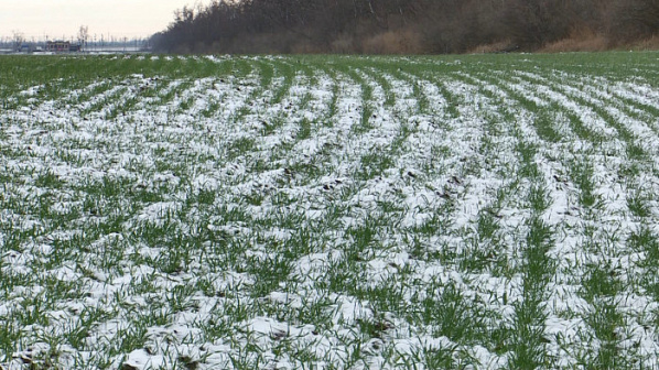 Озимые повсеместно находятся в хорошем и удовлетворительном состоянии. Источник фото: официальный портал Октябрьского района Ростовской области.