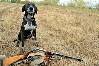На Дону началась охота на фазана