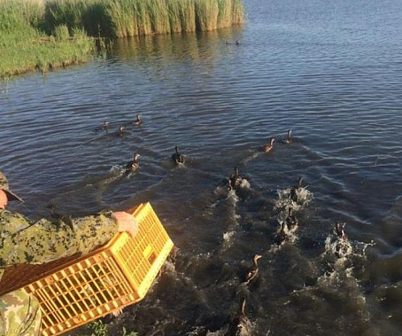 В Веселовском районе выпустили в естественную среду 600 уток-крякв