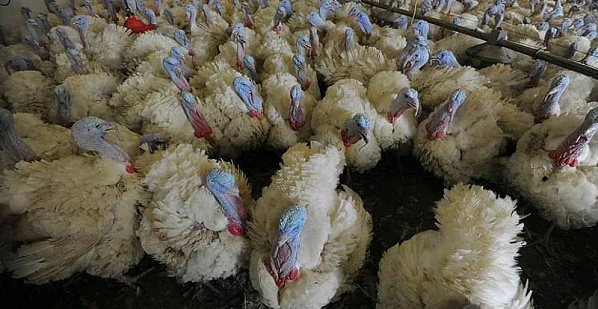 «Евродону-Юг» «начислили» очередной долг