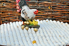 В донской столице отпраздновали День урожая