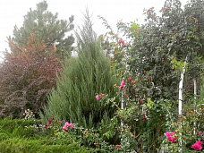 Жительница Ленинавана оставила после себя удивительный парк