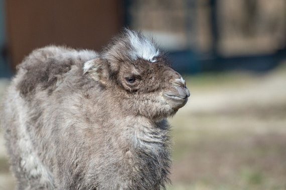 Фото из соцсетей зоопарка 