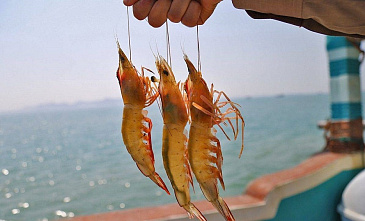 Азовское море сегодня почти такое же соленое, как и Черное