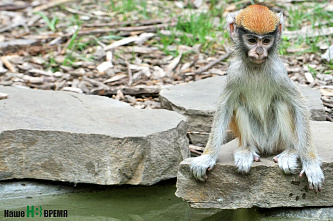 Как зоопарк Ростова пережил пандемию