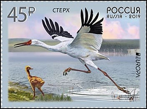 Белый стерх летит на Запад