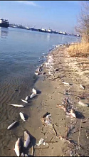 Ростовчане сообщают о гибели рыбы в Дону