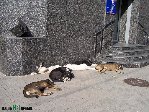 Каждая дворняга спит и видит доброго хозяина.