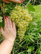 В Тацинском районе отметили «День урожая»