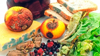 Плесень опасна для здоровья