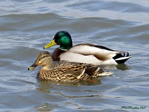 На реке Маныч поселились утки из Тамбова