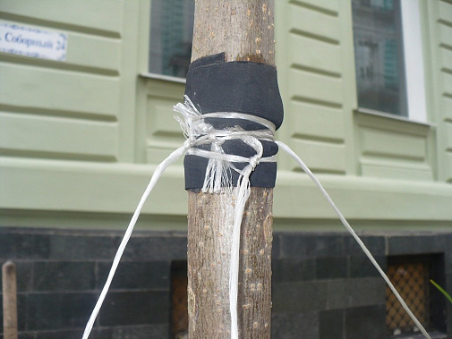 Если срочно не принять меры – деревья на Соборном погибнут