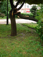 Последствия стихии в Ростове 30 июня 2016 г.