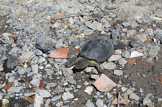 Где плавают ростовчане