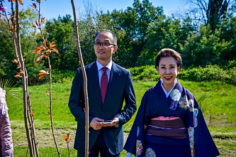 Красота цветущей сакуры