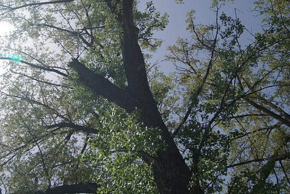 Тополь на пр. Шолохова стал причиной смерти женщины