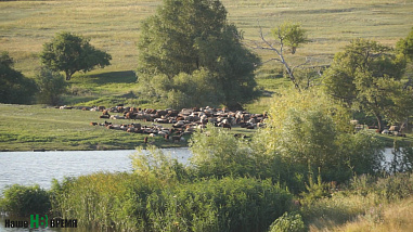 Под цокот английских копыт