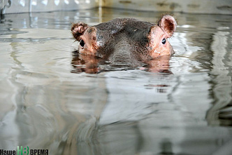 Легко ли бегемоту стать артистом?