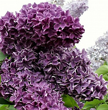 Зерноградская сирень