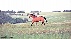 Под цокот английских копыт