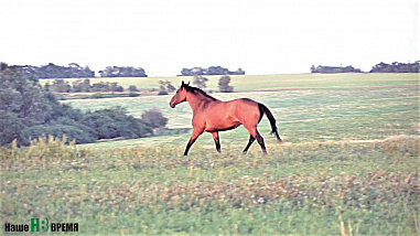 Под цокот английских копыт