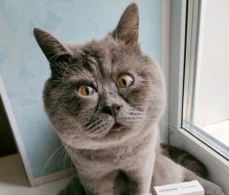 Фото: аккаунт fedja_kot в Instagram, запрещенного на территории России