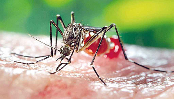 Лихорадка денге в России не ожидается