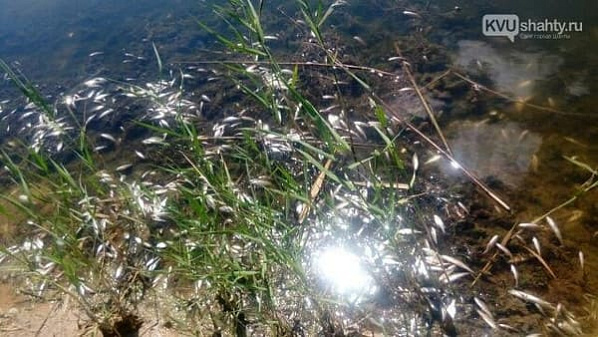 В Заозерном опять погибла рыба