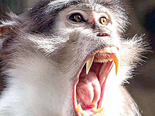 Профилактика распространения оспы обезьян