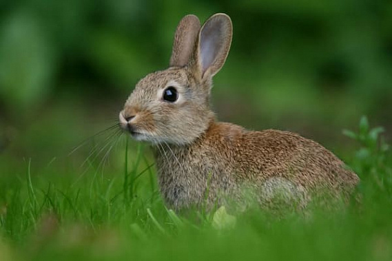 Минприроды Ростовской области выяснило, кто виноват в массовой гибели зайцев и фазанов