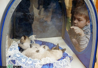 Как кошки-крошки в редакции работали