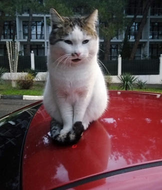 Собираетесь купить автомобиль через Интернет