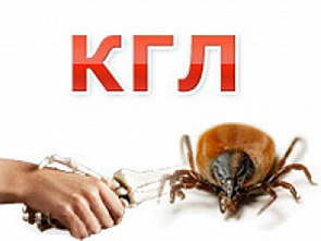 На Дону зарегистрирован первый в нынешнем году случай заболевания конго-крымской геморрагической лихорадкой (КГЛ)