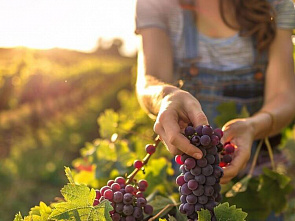 Урожай донского винограда почти вдвое превзошел прошлогодние показатели