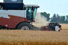 На полях Ростовской области идет уборка зерновых