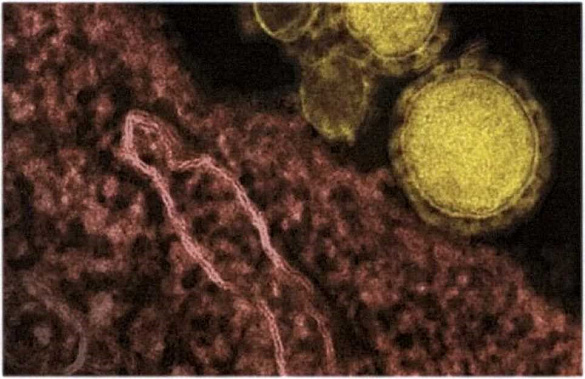 Как защититься от коронавируса