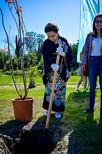 Красота цветущей сакуры