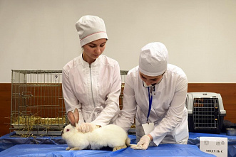 В ДГТУ будут учить на ветврачей