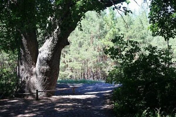 Жители Дона могут проголосовать за дуб-великан