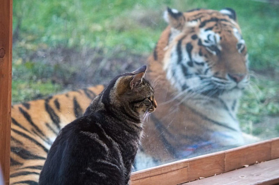В зоопарке Ростова тигрица подружилась с кошкой