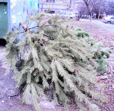 Лень и ель...