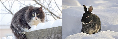 Кролики и Коты – к удаче!