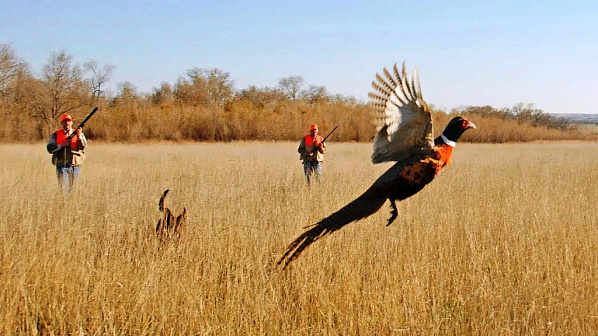 Охота на фазана. Источник фото: YouTube.