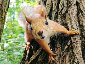 В Ростове в спасенной роще СКА расплодились белки