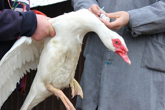 В Ростовской области на станции Морской снят карантин по птичьему гриппу