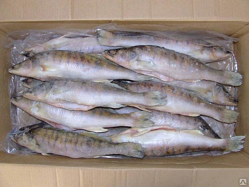Рыба в Украину из Ростовской области «не уплыла»